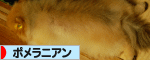 にほんブログ村 犬ブログ ポメラニアンへ