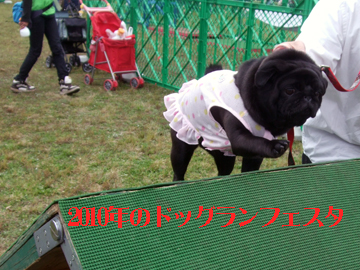 ドッグランフェスタ