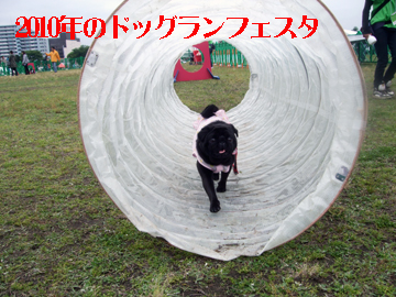 ドッグランフェスタ