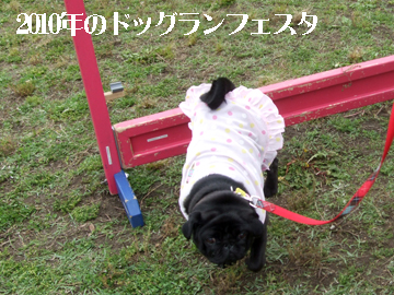 ドッグランフェスタ