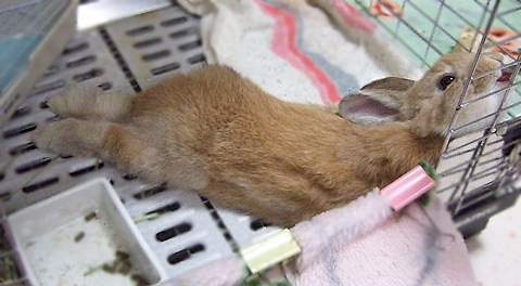 ながら食べ-05