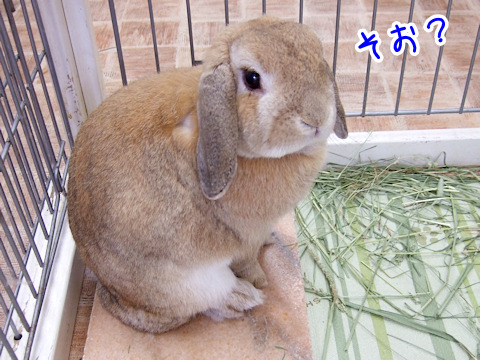 8才間近のジョン君-02