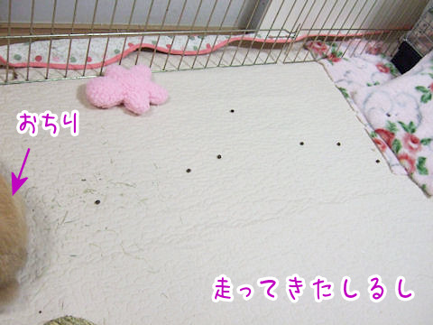 こだわりのんのん-01