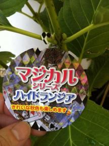 アジサイその後1