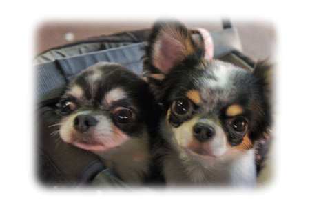 20121007-2.gif