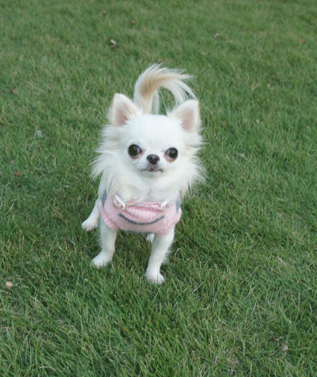 20121020-101.gif