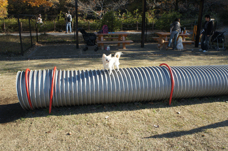 20121125-4.gif