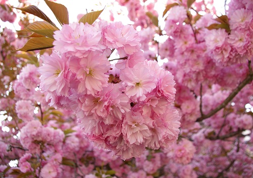 日帰り!2012年4月☆京都・丹後 (14)