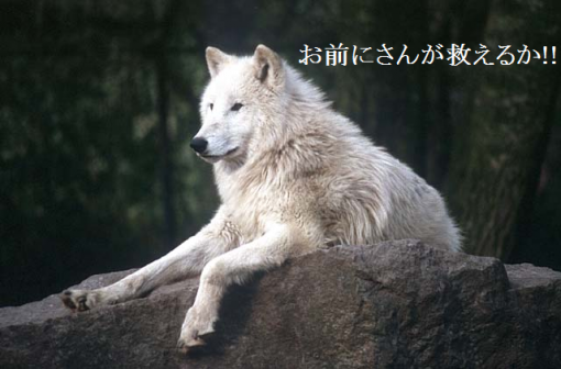 わんこ