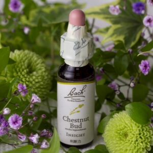 chestnutbud.jpg