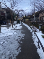 雪の北沢川緑道