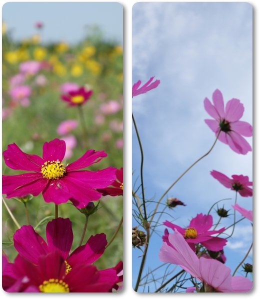 和泉環境リサイクル公園