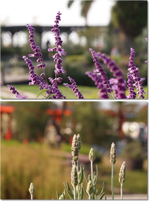 和泉環境リサイクル公園