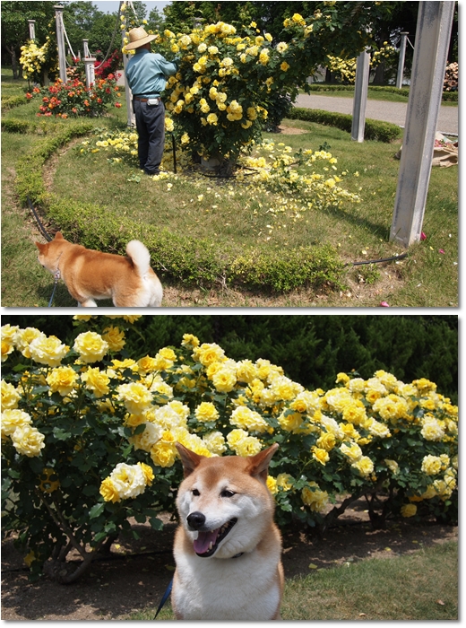 とんぼ池公園