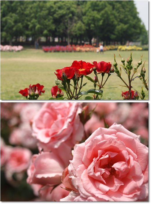 とんぼ池公園