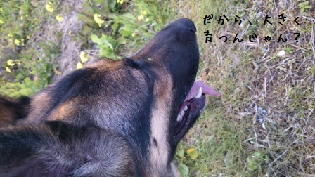菜の花8