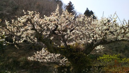 梅の花満開1