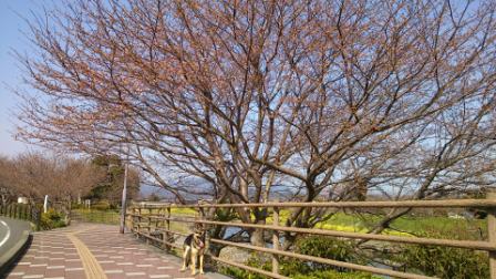 今の桜 (2)