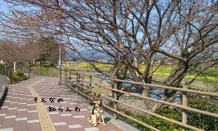今の桜 (3)