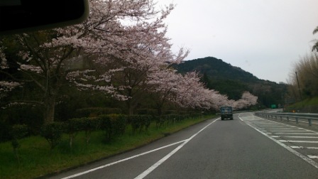 桜道