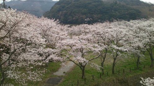 桜満開 (2)