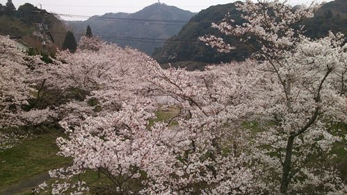 桜満開 (3)