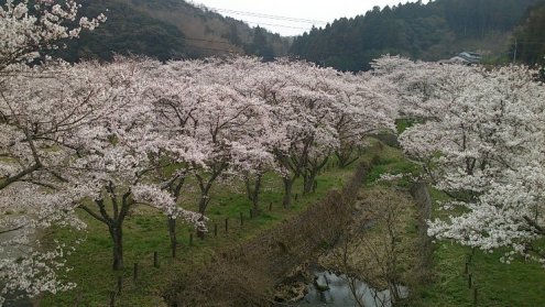 桜満開
