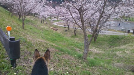 桜満開1