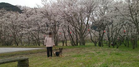 桜満開4