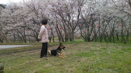 桜満開5