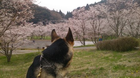 桜満開6