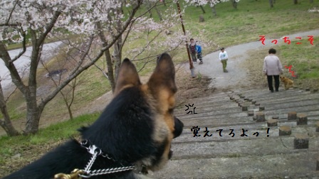 桜満開3