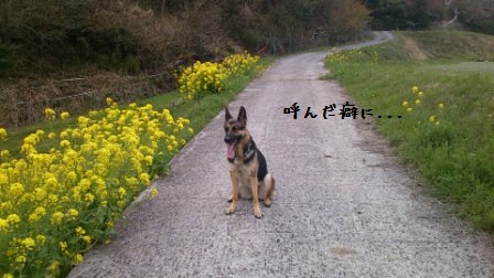 その頃りりぃ (5)
