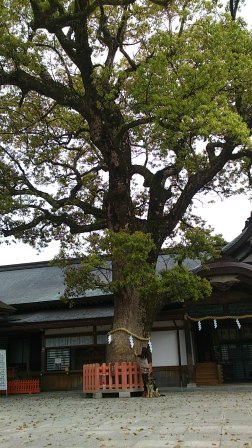 宇佐神宮 (13)
