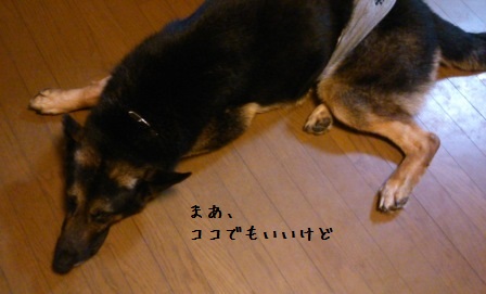 ベンです (4)
