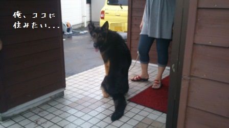 ベンです (7)
