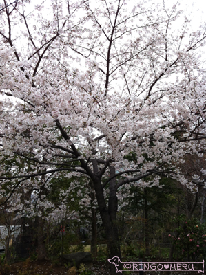 20130324_3