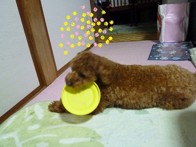 フリスピー5