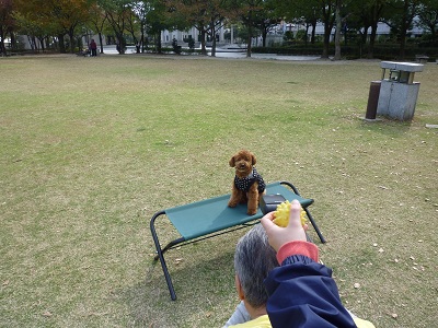 犬吉 天神3