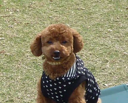犬吉 天神3-2