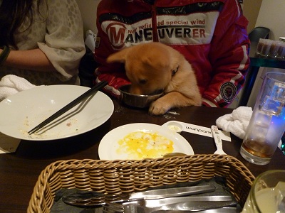 クリパ しば犬