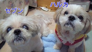セブンとハルカ文字2