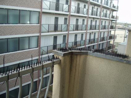20120706_hato.jpg