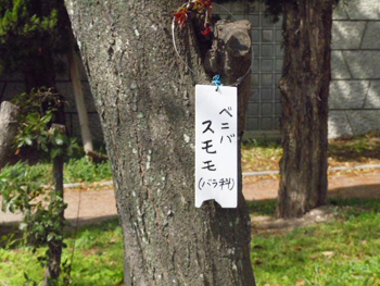 8_スモモ
