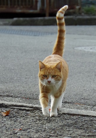 ボボンリー