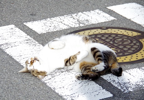 同化の術