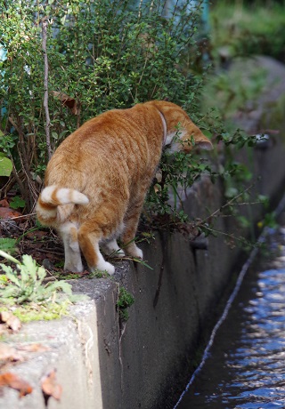 どんぶらこっこ
