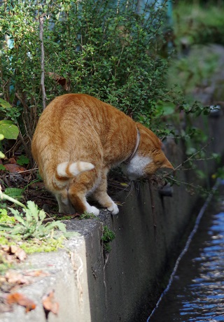 大きな桃はまだかな