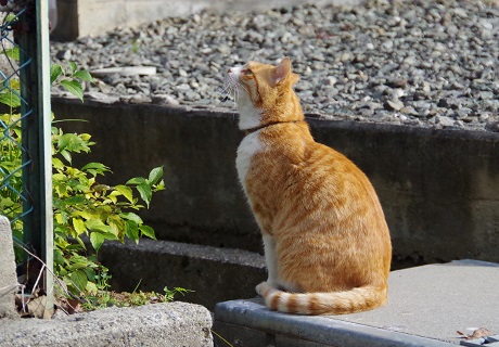 猫背