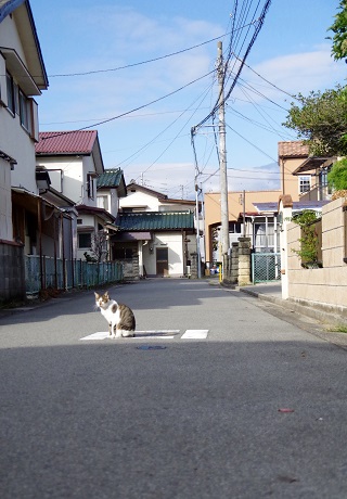 猫と青空